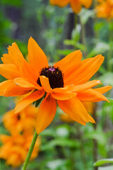 orange flower 