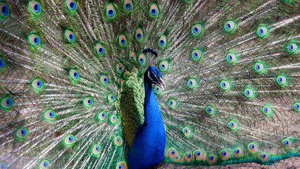 Naklejka premium Portrait of a beautiful blue peacock. The peacock has spread its tail with green feathers.