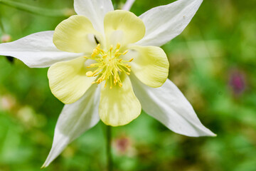 yellow flower close-up