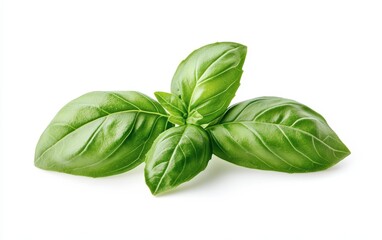 Fototapeta premium A high-resolution image of fresh, bright green basil leaves isolated on a pure white background. 