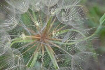 common salsify close up