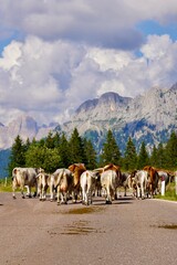 Obraz premium cows in the mountains