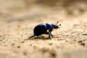 beetle on the ground