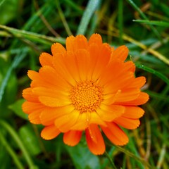 orange gerber daisy