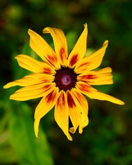 yellow flower in the garden