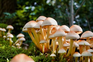 mushrooms in the forest