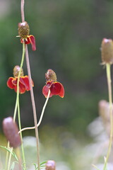 red prairie coneflower 