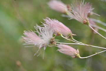 Apache Plume 