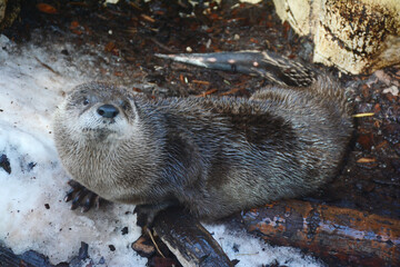 Curious River Otter Sitting On Wet Ground Surface