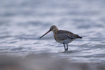 Bar-tailed Godwit, Limosa lapponica The bird on the lake