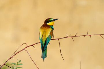 European bee-eater Merops Apiaster in the wild