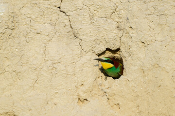 European bee eater Merops apiaster. The bird looks out of the hole