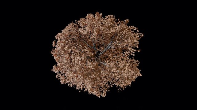 Animated tree, Acer pseudoplatanus, on a black bakground. Known as the sycamore maple. A large deciduous, broad-leaved tree, tolerant of wind and coastal exposure. Autumn version. Top view.