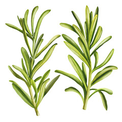 Rosemary. Watercolor hand drawn illustration, isolated. Perfect for culinary, botanical projects, spice packaging.