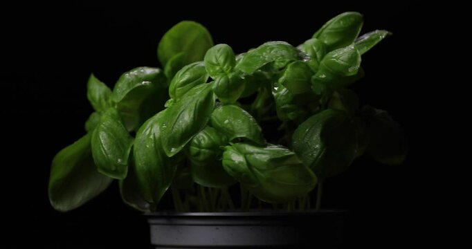 Bunch of fresh green basil rotating over black background. Nature healthy food backdrop, close-up. Vegetarian concept. Basil plant closeup.