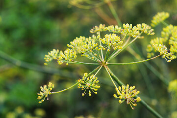 autumn dill umbrellas