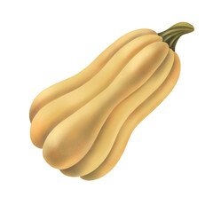 Butternut squash watercolor illustration isolated on transparent background. Hand drawn ilustration. One object. Perfect for autumn decor, Halloween, Thankgiving, recipes, cookbook. 