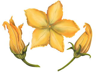 Watercolor pumpkin / zucchini flower isolated on transparent background PNG. Halloween. October.