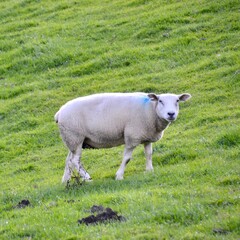 Fototapeta premium Single white sheep in lush green meadow
