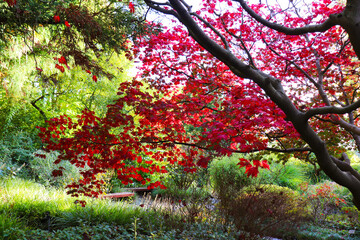 Autumn Japanese Garden