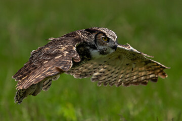 Great Horned Owl