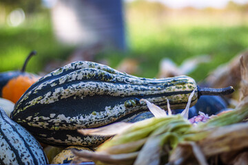 A colorful assortment of gourds and pumpkins in shades of orange, green, and white in a wooden crate. Halloween or Thanksgiving decoration in different colors and textures. Selective focus. Copy space