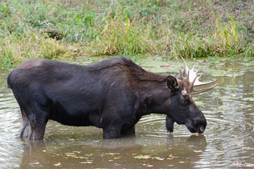 Bull Moose Grazing On Aquatic Plants In Pond