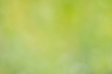 Obraz premium Abstract blurred green nature background.