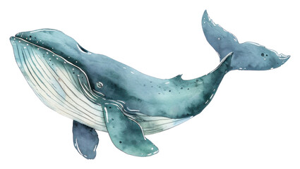 PNG Animal mammal whale fish.