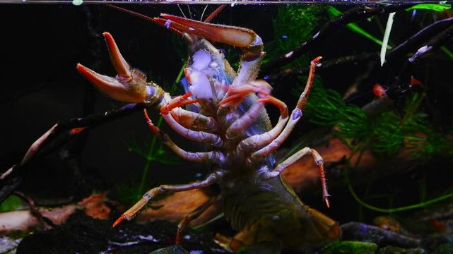 narrow-clawed crayfish hunt and eat meat, highly adaptable animal on front glass wall show belly in dark LED low light planted European biotope aquarium, wild caught freshwater crustacean species