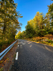 Beautiful lighting by a rural road in Scandinavia. Golden colors and beautiful trees. Autumn colors. Landscape photography. Hiking an tourism.