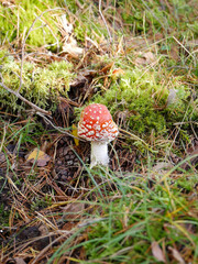Small Fly Agaric
