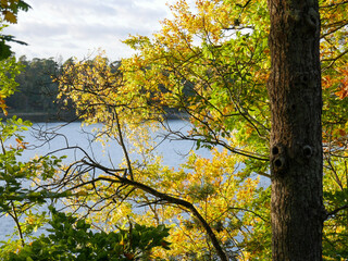 Beaytiful early autumn colors on trees next to a lake. Sunlight and blue sky. Landscape photography.