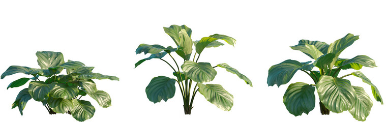 Set of Calathea orbifolia (round-leaved calathea) frontal isolated png on a transparent background perfectly cutout high resolution