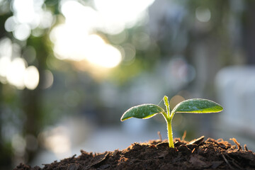 growing pumpkin in autumn season