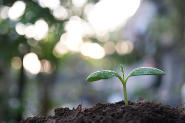 growing pumpkin in autumn season
