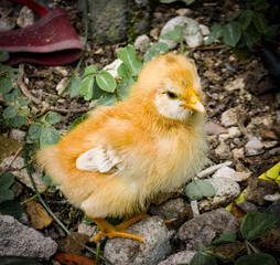 Orange baby chicken 
