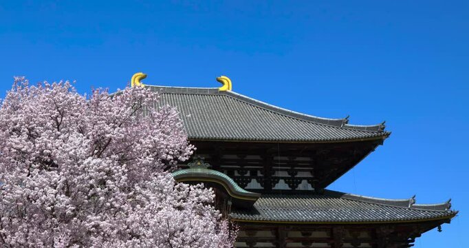  Nara Todaiji Buddhist Temple, Prayer Flags, Cherry Blossom Tree, Japan, Slow Motion