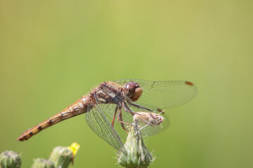 Libelula descansando