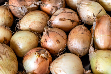 Domestic organic Onion just picked from the field. Fresh onions. Onions for background. Ripe onion