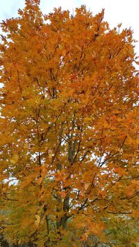 aple, autumn (3) 4K