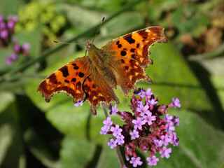 Comma butterfly (Polygonia c-album) feeding on pink verbena flowers