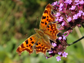 Comma butterfly (Polygonia c-album) feeding on pink verbena flowers