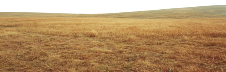 PNG  Empty scene of windy field outdoors horizon nature.
