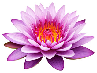 Fototapeta premium PNG Lily flower dahlia purple.