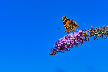 赤と黒のモザイク模様が美しい身近なチョウ、夏から秋によく見られるアカタテハ