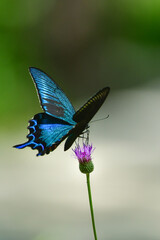 青緑色に輝く美しい翅をもつ、公園や雑木林で見られる夏のチョウ、カラスアゲハ