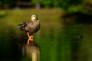 公園や池で出会える身近な野鳥、日光浴をするカルガモ
