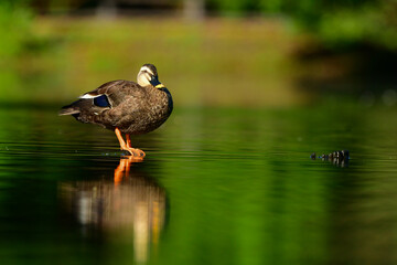 公園や池で出会える身近な野鳥、日光浴をするカルガモ