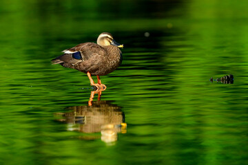 公園や池で出会える身近な野鳥、日光浴をするカルガモ